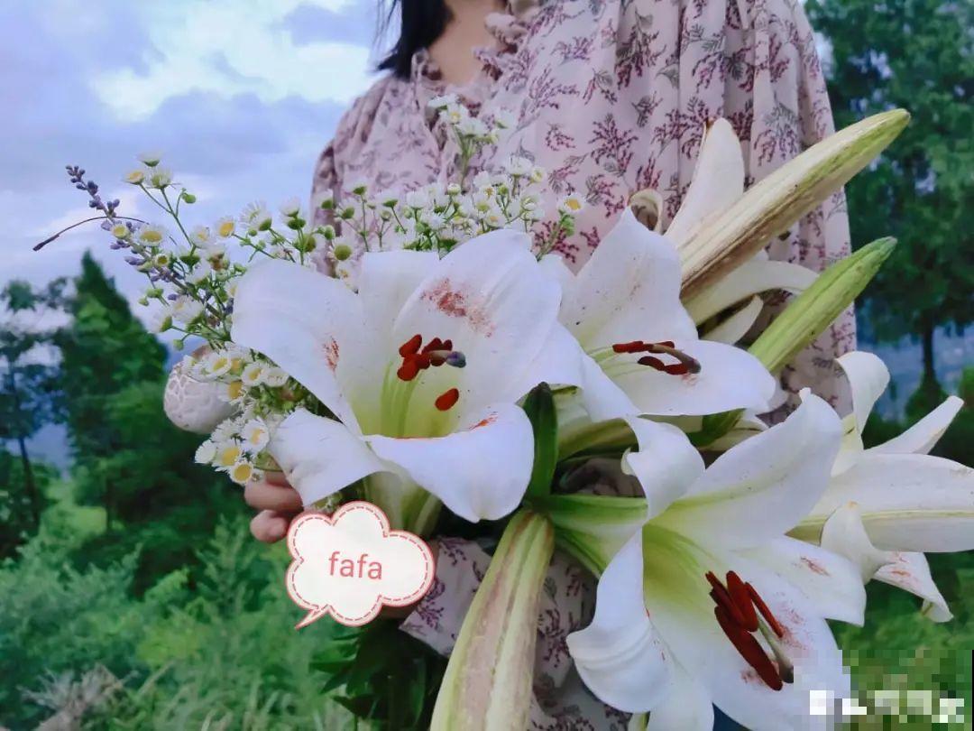 你在哪个城市，最适合养的花就是它！