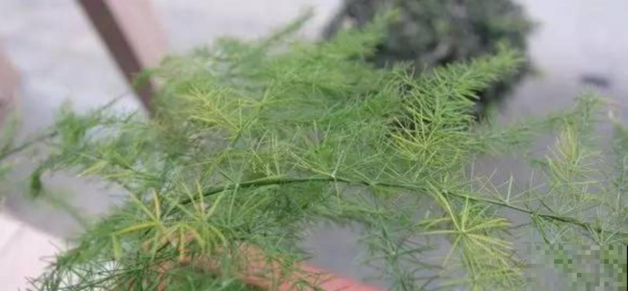 养文竹易出错的4个问题，答案在这里，看看有没有你要的！