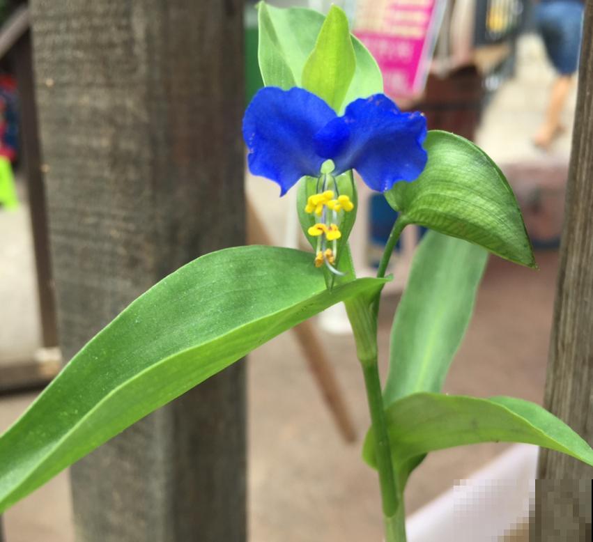 蓝紫色“精灵”鸭跖草,似蝴蝶花间飞舞,仙气十足! 蓝紫色“精灵”鸭跖草,似蝴蝶花间飞舞,仙气十足!