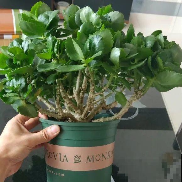 最大的长寿老桩,7年时间,养成盆景! 最大的长寿老桩,7年时间,养成盆景!