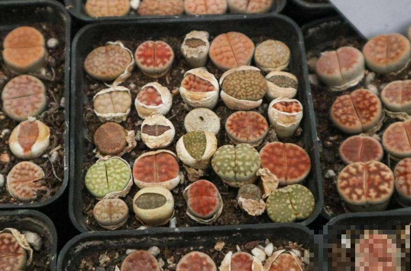 生石花开花别错过，抓紧时间授粉，结出种子美滋滋！