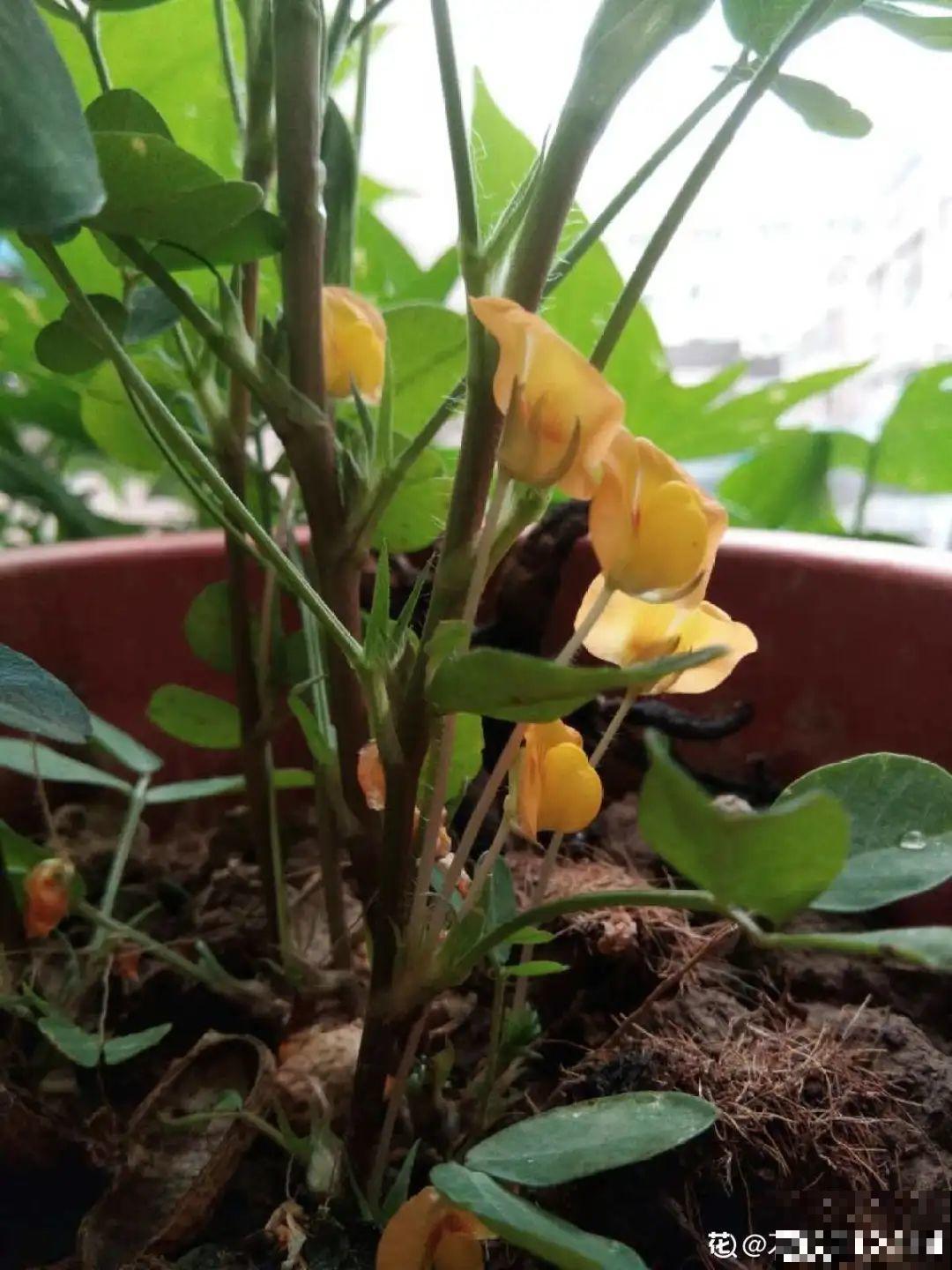 人参萝卜开花了,我种的花,都是这么奇奇怪怪! 人参萝卜开花了,我种的花,都是这么奇奇怪怪!