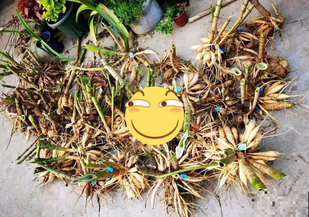 7种花冬天要休眠，看着好像枯死了，千万别丢掉