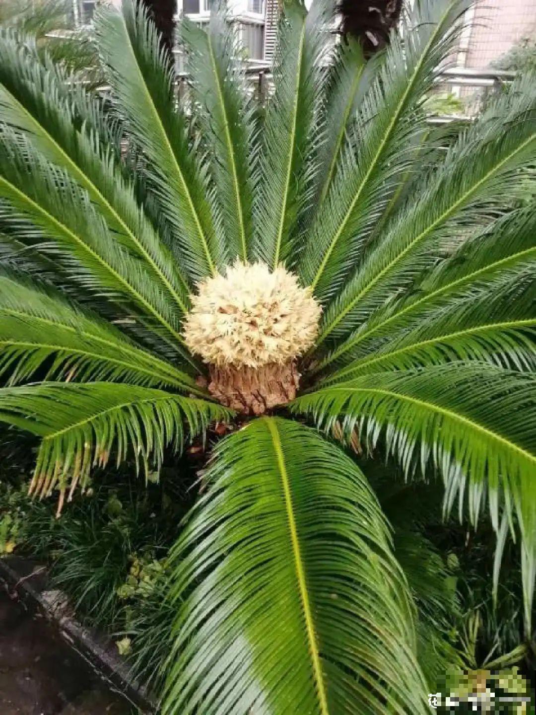 铁树开花，生了一窝“蛋”，千万别乱掏！