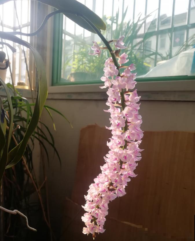 这种花叫多花指甲兰，花量特大，像毛茸茸的狐狸尾巴！