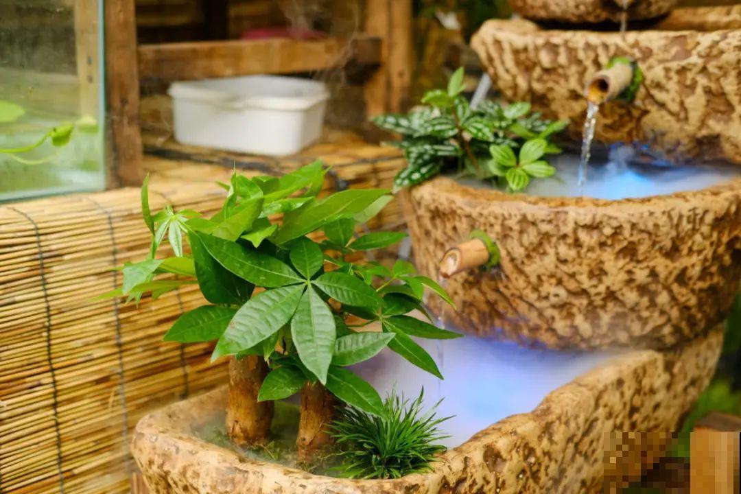 逛花市必买的花，十月入手刚刚好，不买亏大了！