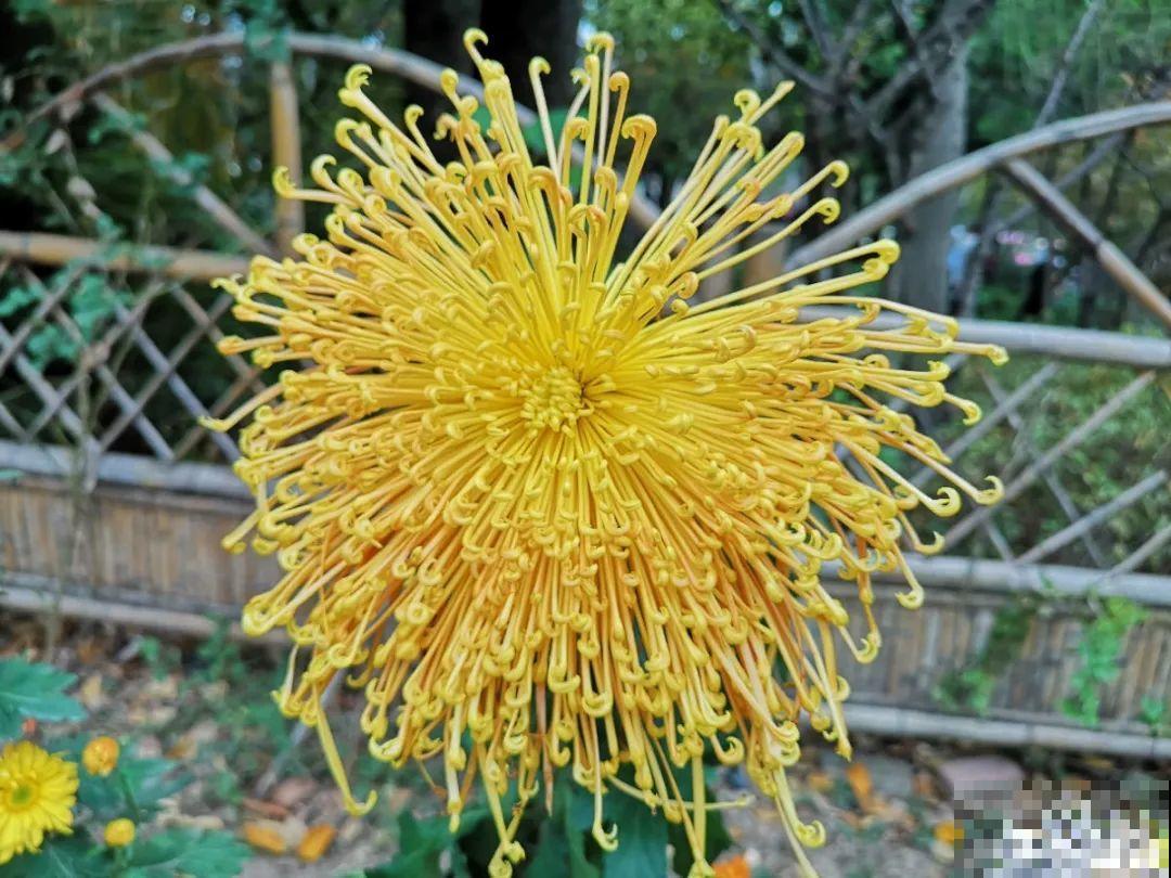 你在哪个城市，最适合养的花就是它！