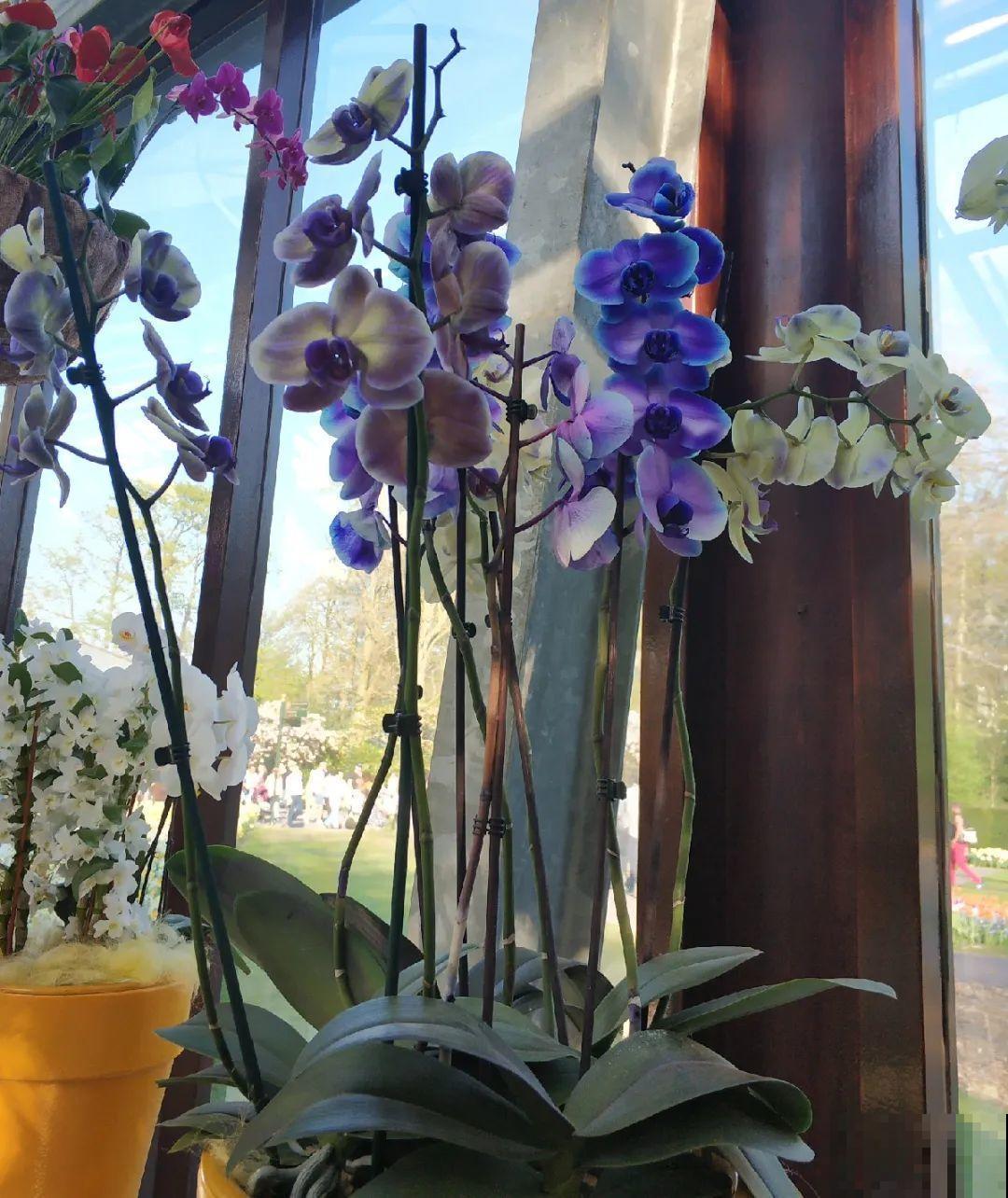 蓝色蝴蝶兰头一回见,一买就上当,养不活真生气! 蓝色蝴蝶兰头一回见,一买就上当,养不活真生气!