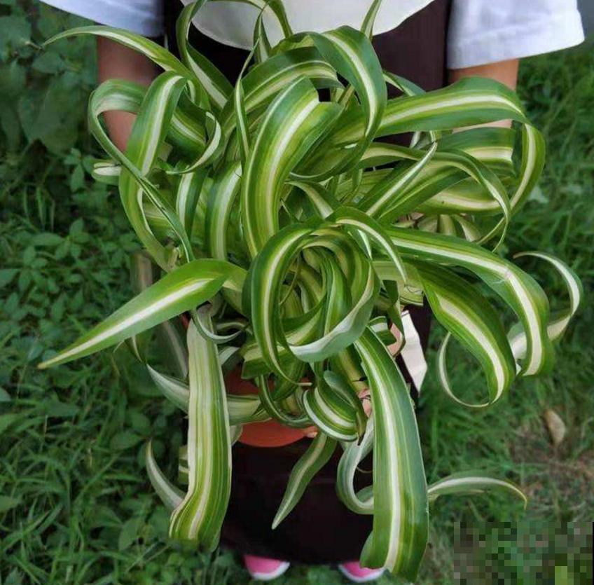 家里养盆卷叶吊兰,叶片卷曲似法国女郎,太迷人! 家里养盆卷叶吊兰,叶片卷曲似法国女郎,太迷人!