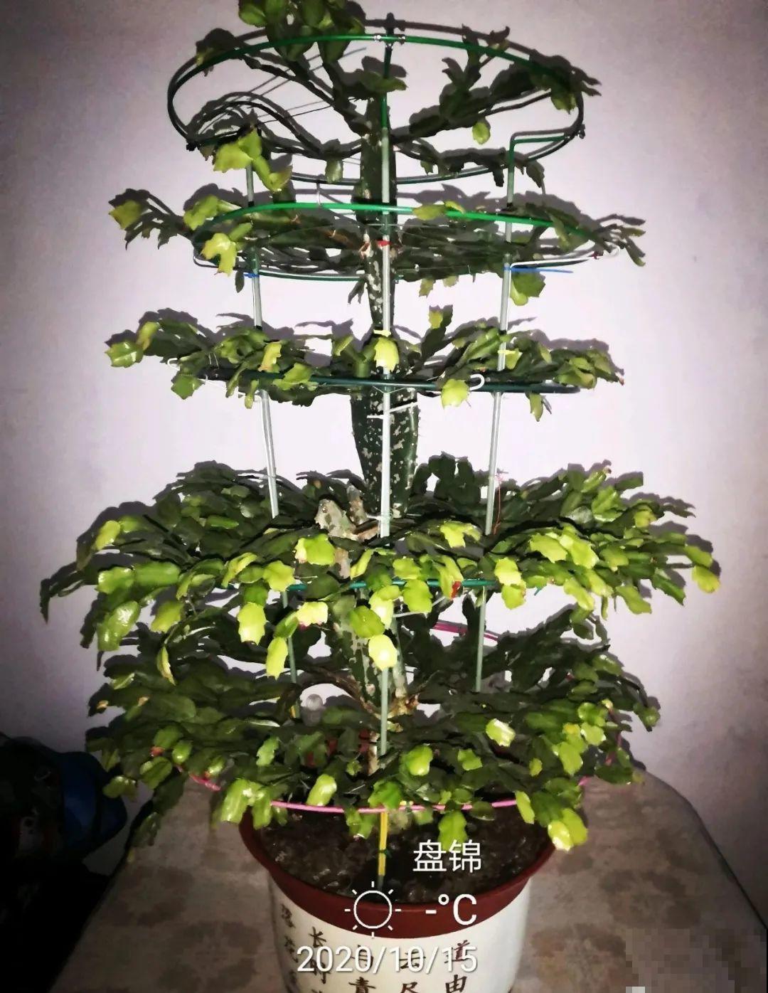 2种花组合起来养护，开花更多，满盆都是花