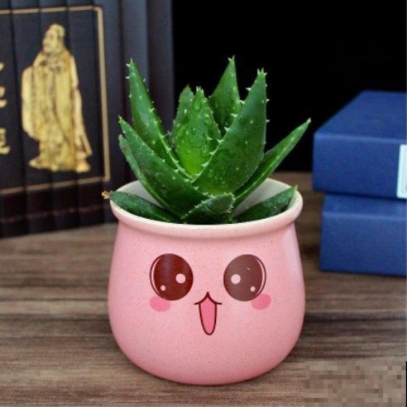 4种植物既能观赏，又能吸收“废气”，简直是家庭小能手！