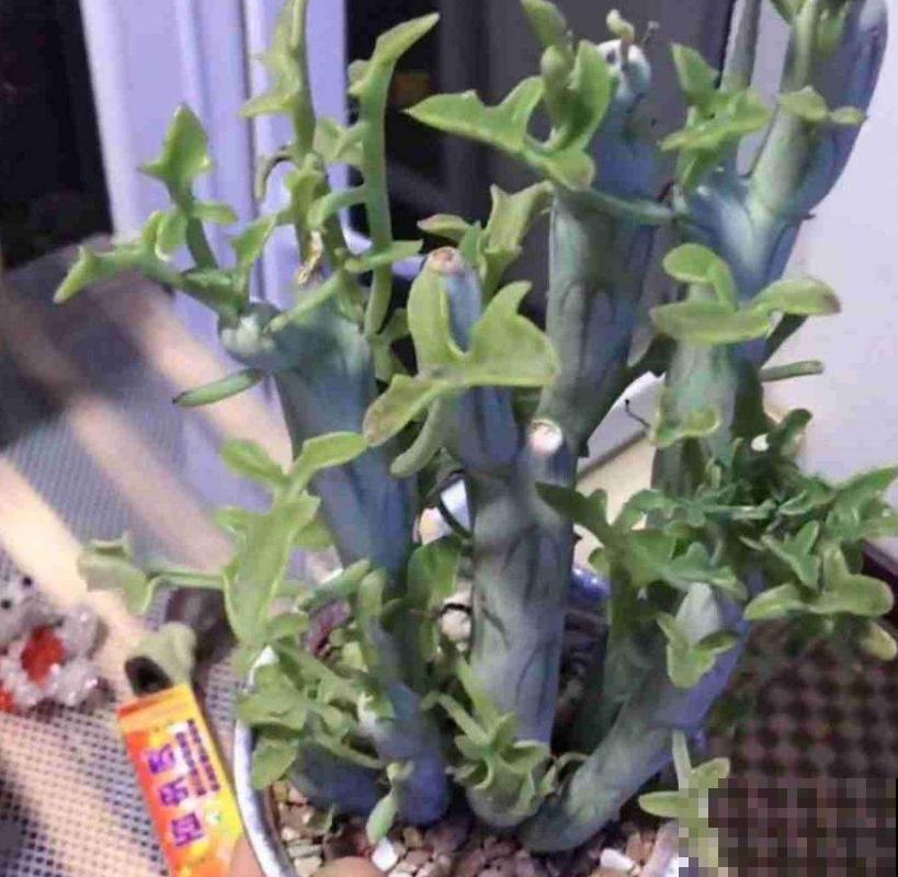 秋天养棵七宝树，长得像黄瓜，冬天开出小黄花！