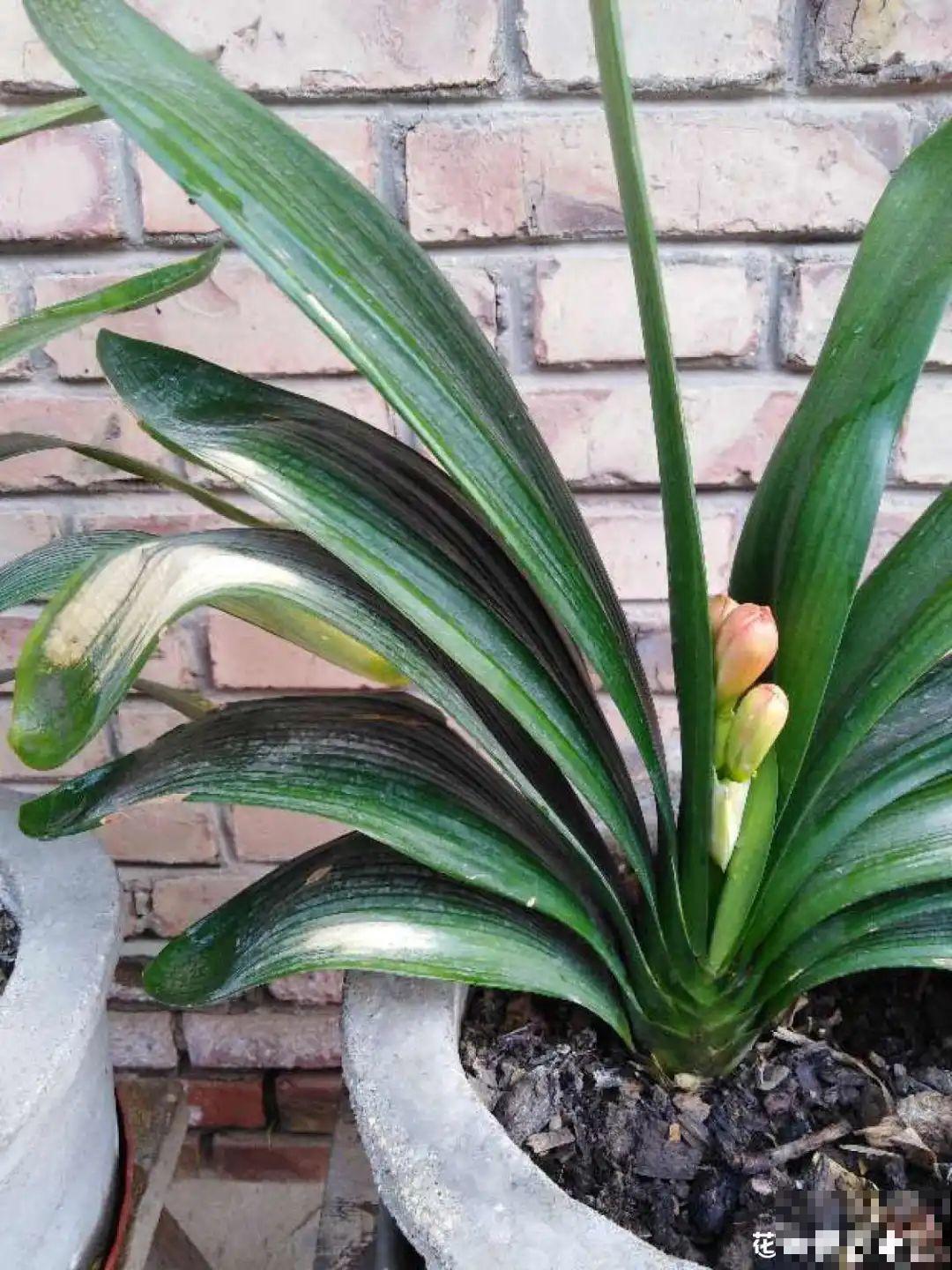 南方花友请注意，这几种花先别买，买回家就挂！