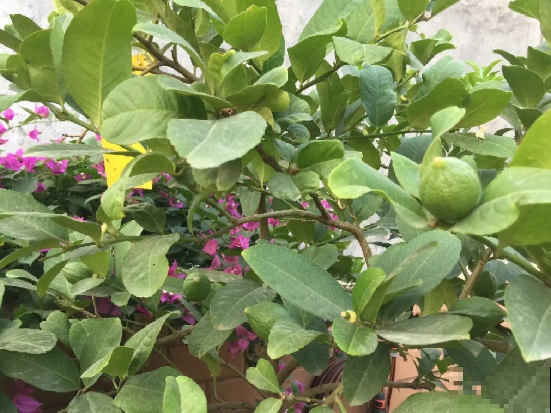 秋天特难养的花，养不活难受，还惹一肚子气！