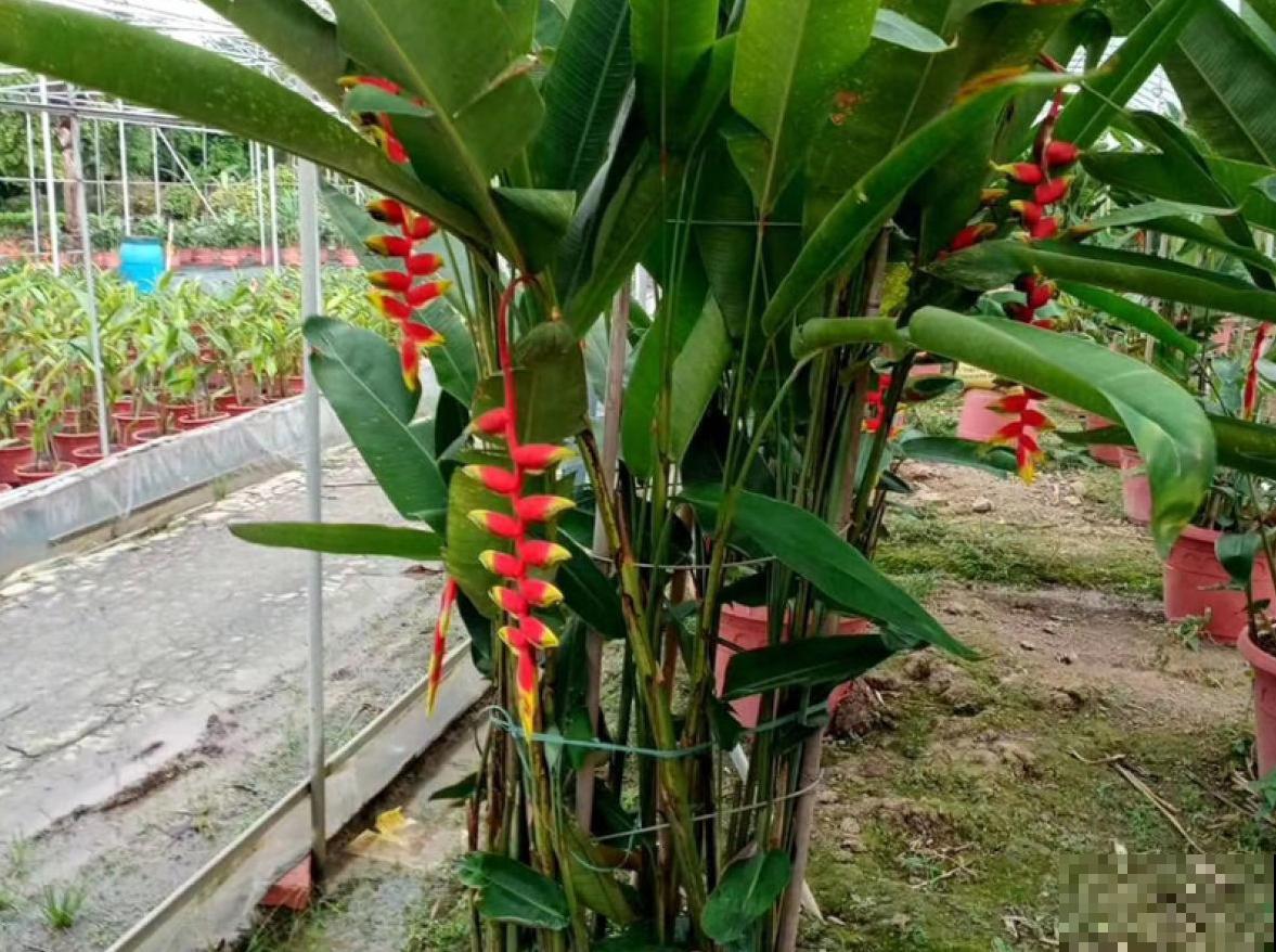 阳台种盆蝎尾蕉，一年四季开花，大气又漂亮！