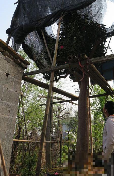 50年的桂花树,卖了5万块钱,大家觉得值吗? 50年的桂花树,卖了5万块钱,大家觉得值吗?