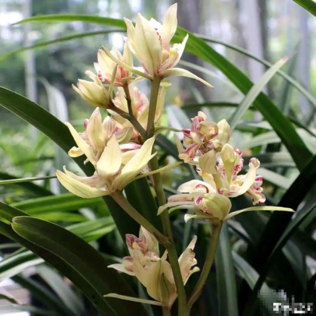 天冷开花的兰花,一共有6种,有香味、特好看! 天冷开花的兰花,一共有6种,有香味、特好看!