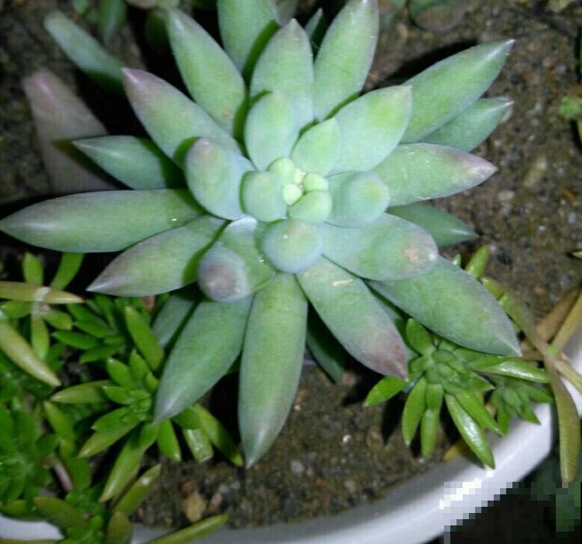 特欠削的千佛手，削一削就疯长，快回家削一顿！