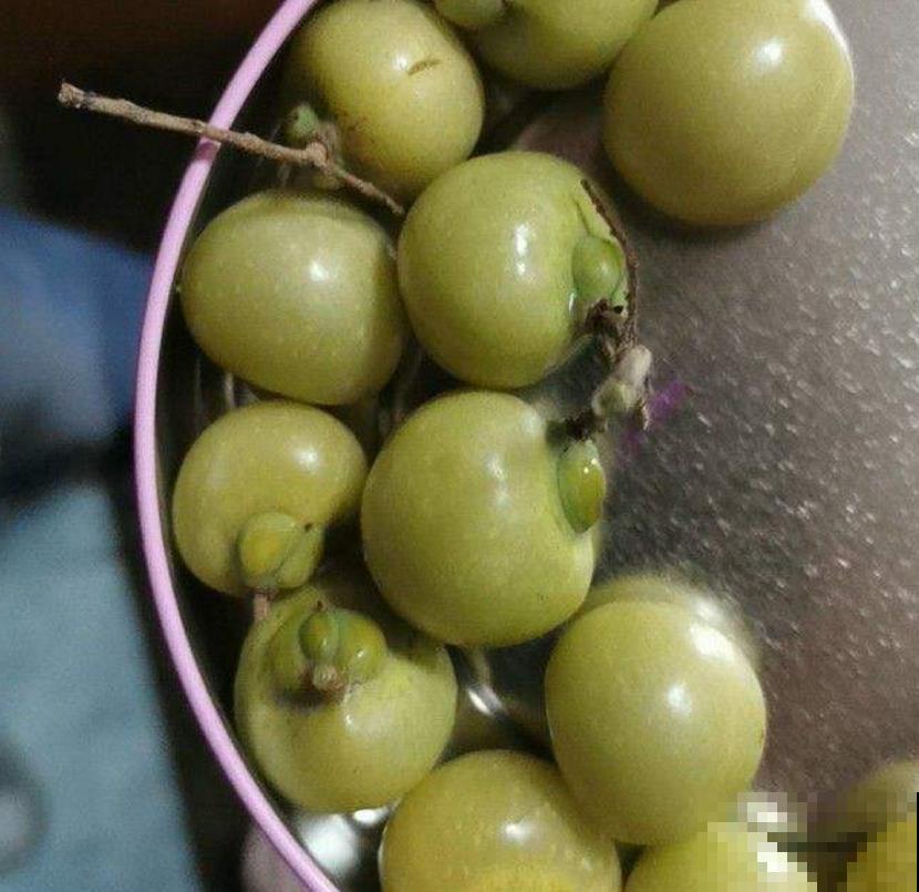 油患子树用处多多，果子沾水搓一搓，比香皂还好用！