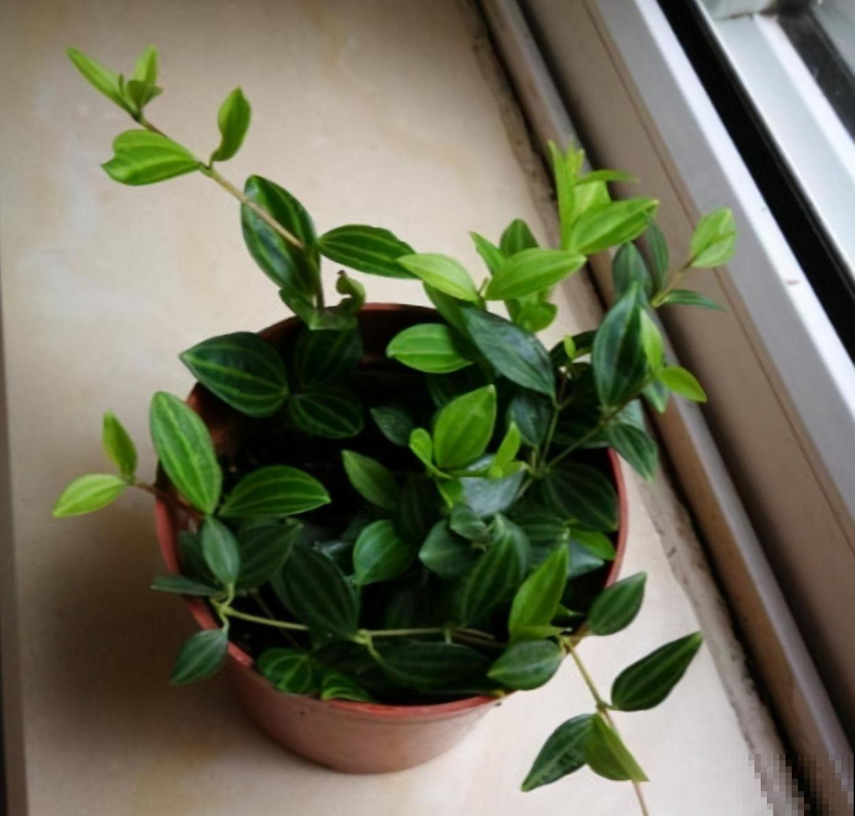 家里养盆钻石翡翠，叶片绿油油，摆在窗边特好看！