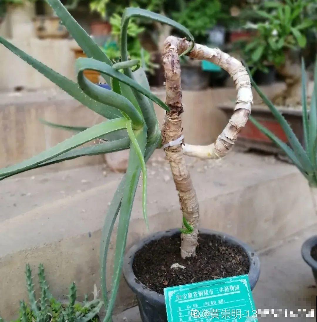 养了几十年的花,竟然是从牙签苗长起来,太辛苦! 养了几十年的花,竟然是从牙签苗长起来,太辛苦!