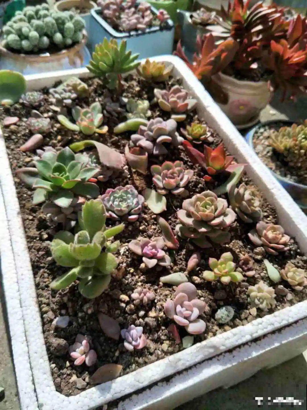 路过垃圾桶，捡走两个泡沫箱，回家扦插出了一大片花