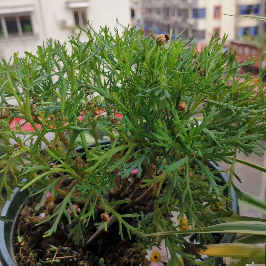 特欠剪的花,越剪越好看,花开不断! 特欠剪的花,越剪越好看,花开不断!