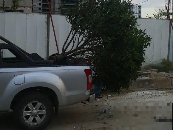 50年的桂花树,卖了5万块钱,大家觉得值吗? 50年的桂花树,卖了5万块钱,大家觉得值吗?