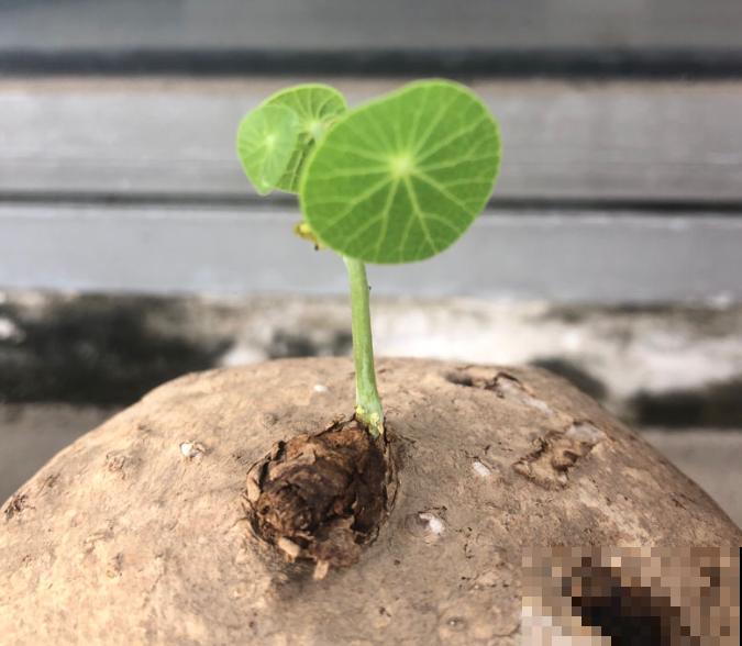 植物命名的5种方式,新奇有趣! 植物命名的5种方式,新奇有趣!