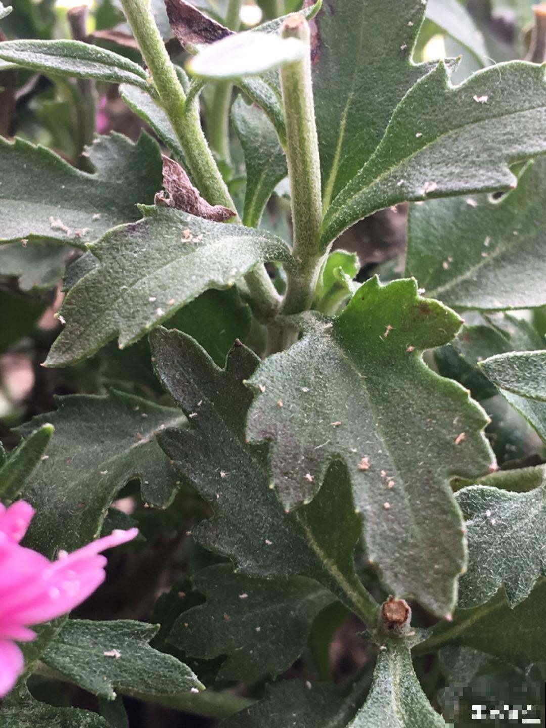 杀虫的好时机到了,虫卵一窝端,来年再也不生虫! 杀虫的好时机到了,虫卵一窝端,来年再也不生虫!