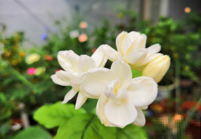 秋冬动不动就生病？养这4盆花，益处多多！