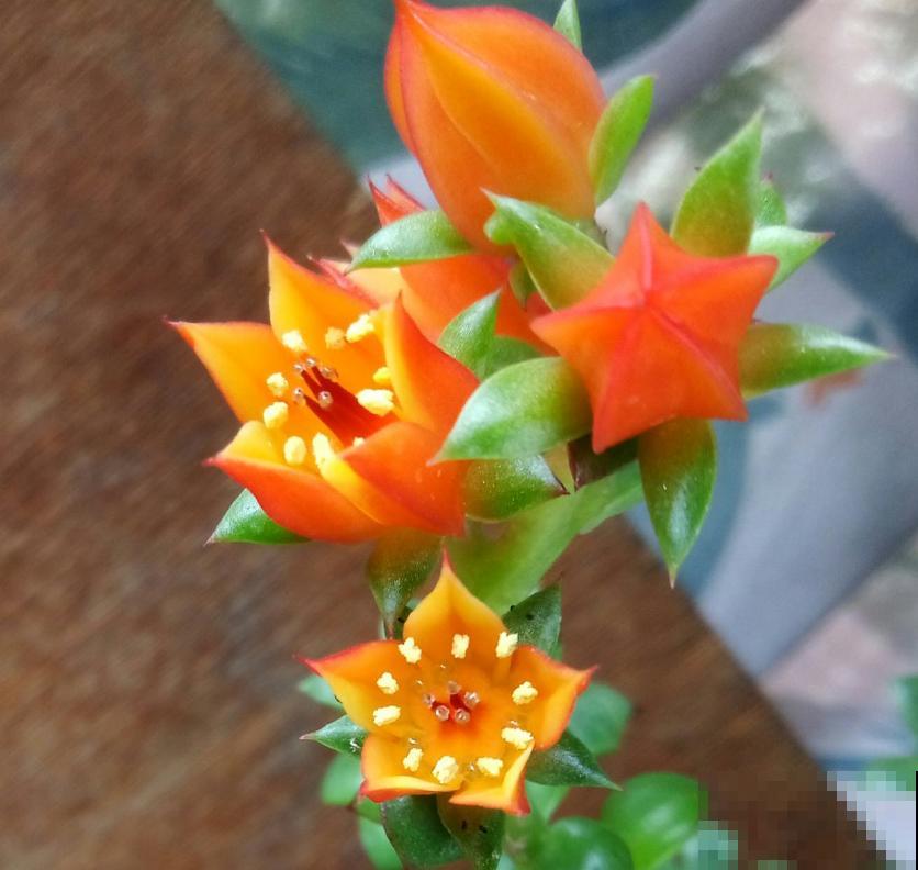 这5种多肉爱开花,花朵还极美,没见过亏大了! 这5种多肉爱开花,花朵还极美,没见过亏大了!