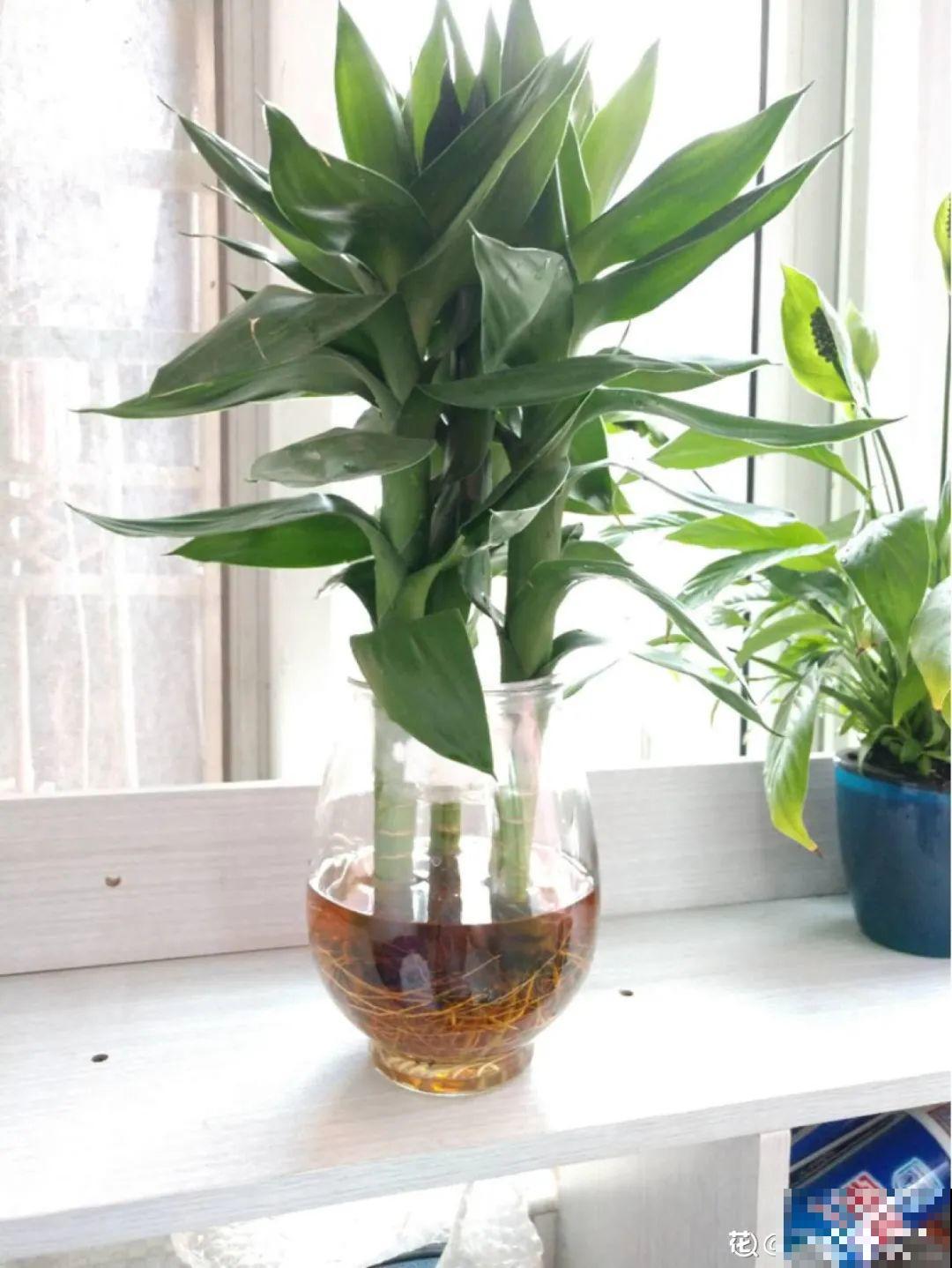 朋友送的富贵竹，长了快3米高，家里快放不下了
