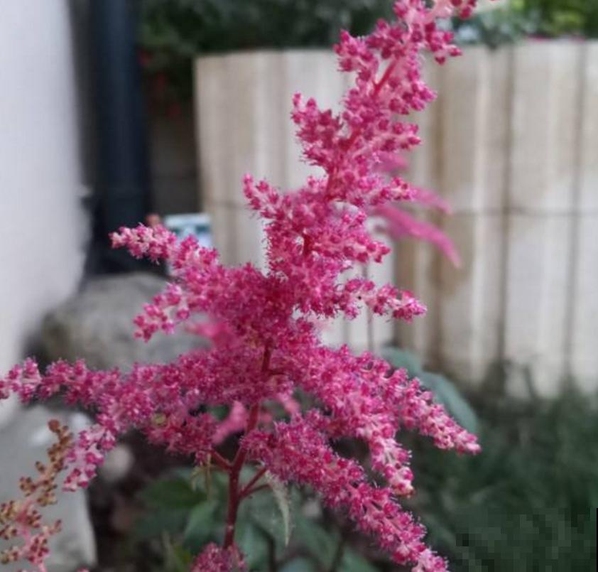 “网红”花卉落新妇，花型别致，如尖尖的宝塔！