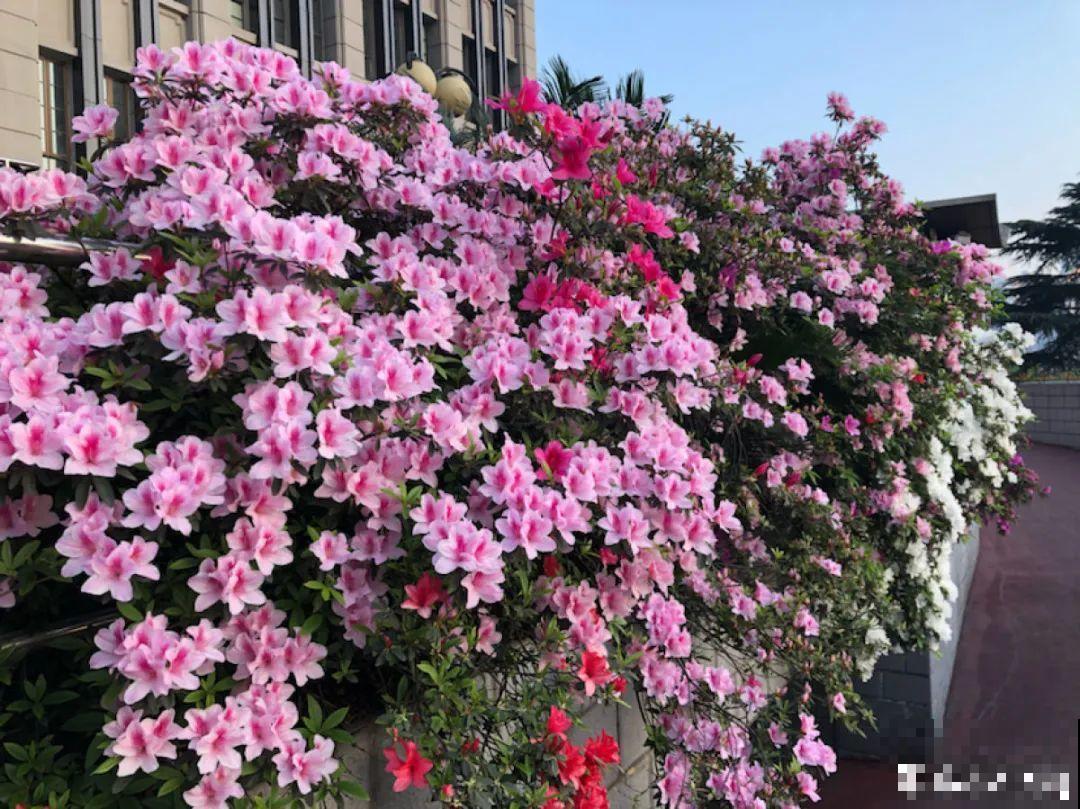 十一赏花图谱，看了啥花都认识，不用问别人！