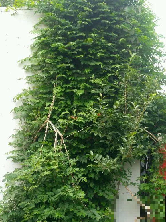 家里养了鱼腥草，吃都吃不完，泛滥了！