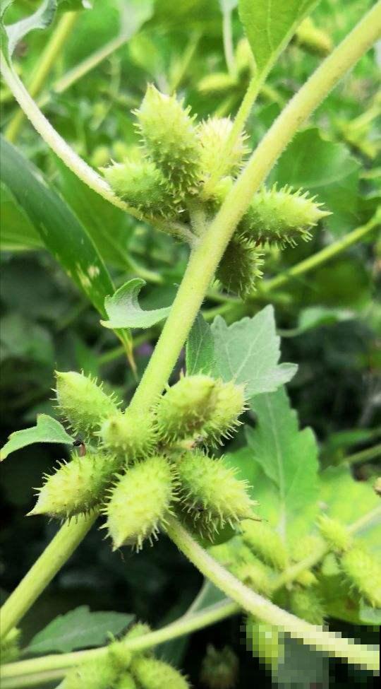 小时候常见的花，都是童年记忆，你记得几种？