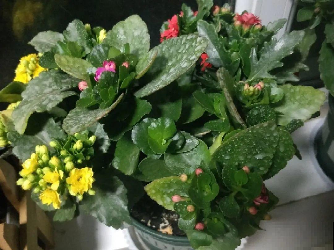 长寿还是地栽长得肥，皮实好养，满头都是花苞