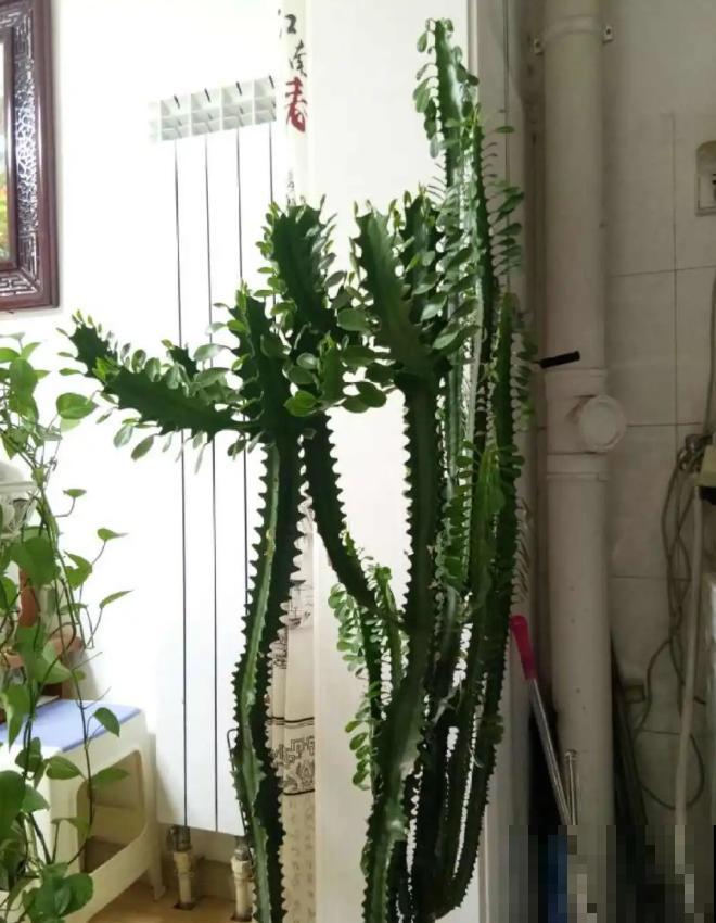 15种镇宅花，家里摆一盆，镇宅旺运超霸气！