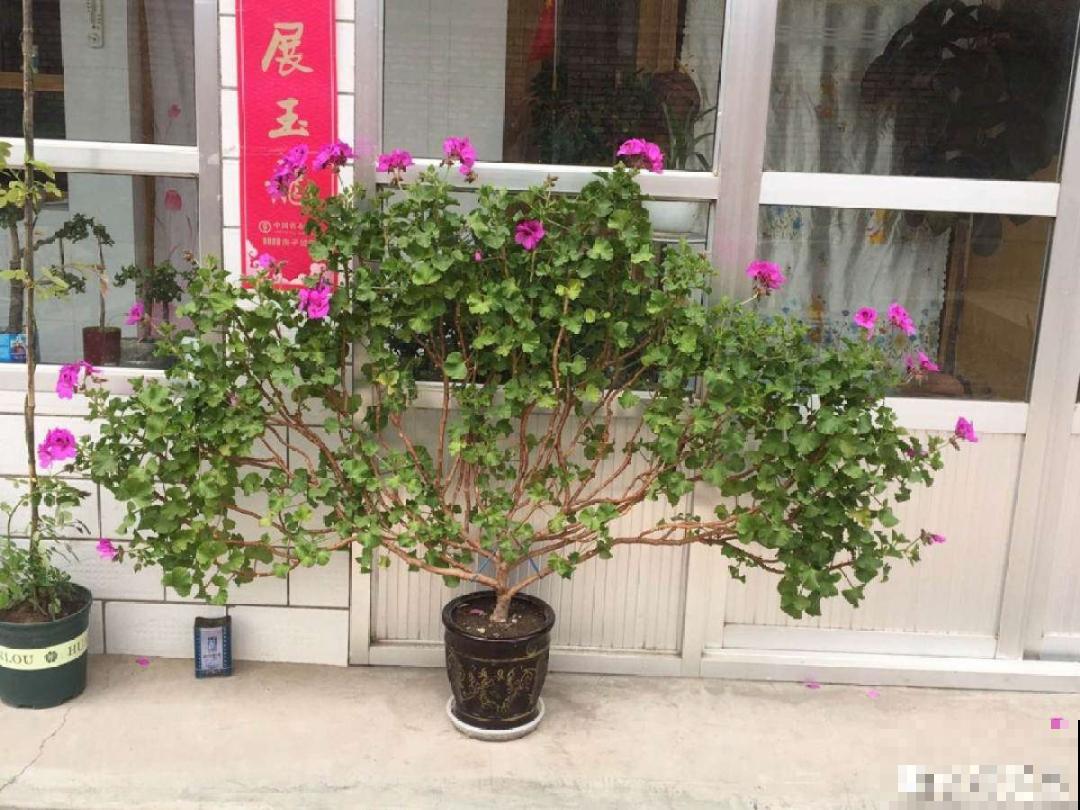 最大的长寿老桩,7年时间,养成盆景! 最大的长寿老桩,7年时间,养成盆景!