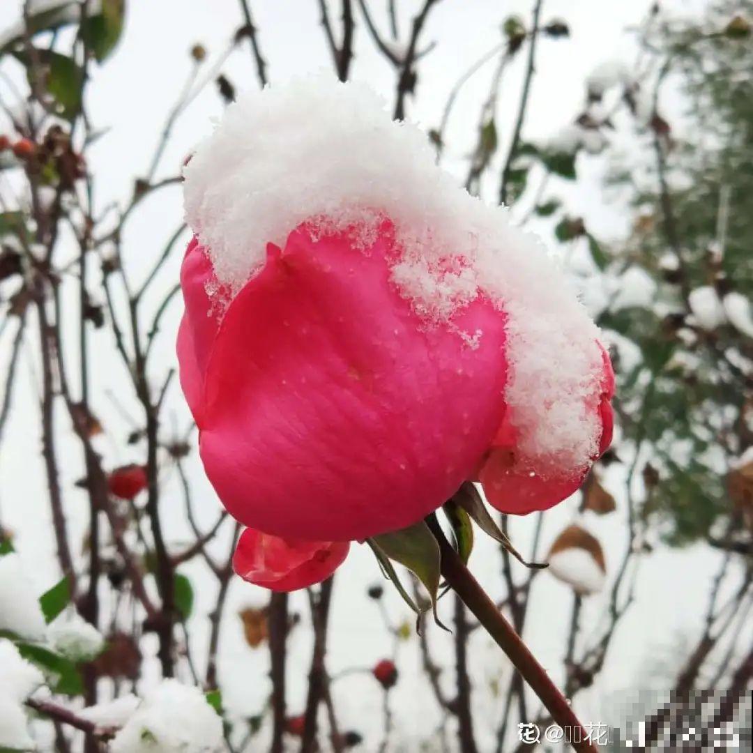 大雪天照样开花，耐寒性超好，冬天也能赏花