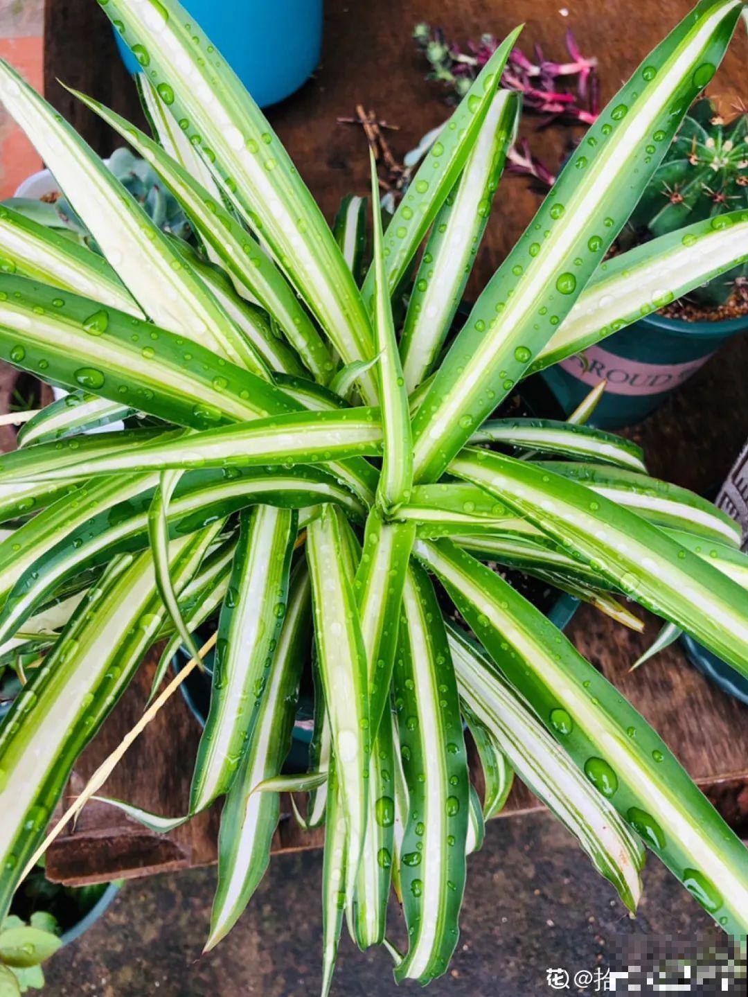 绿萝、吊兰变异了？这些品种，你未必都见过！