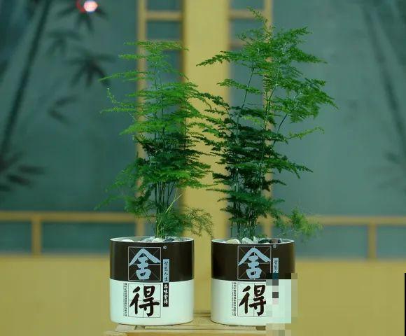 酒瓶子别丢掉,那可是种花神器,省了一笔买花钱 酒瓶子别丢掉,那可是种花神器,省了一笔买花钱