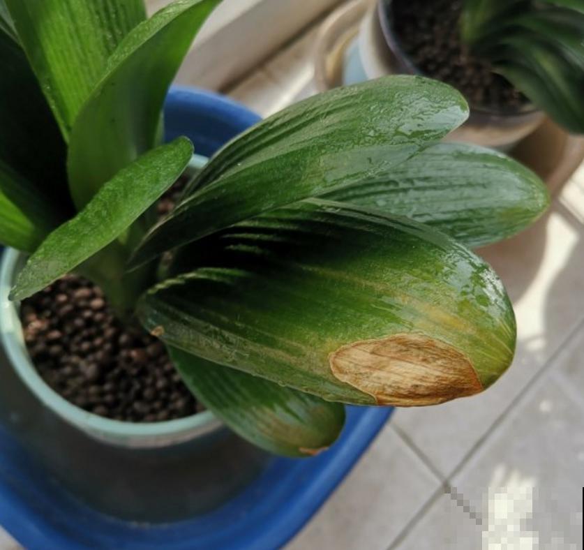 君子兰烂根不可怕，早判断，早防治，判断方法看这里！