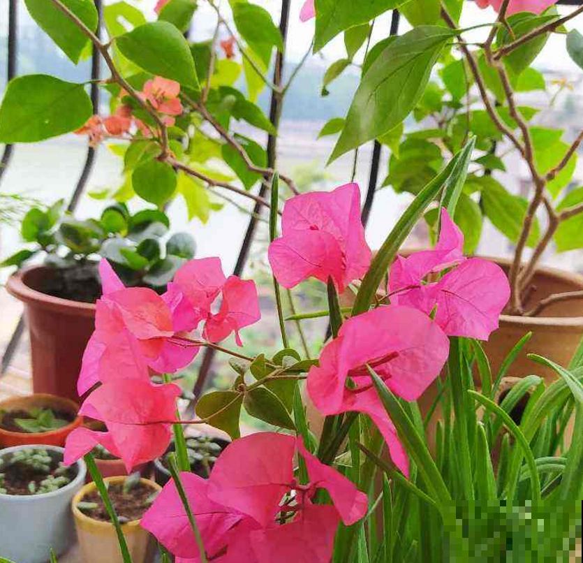 新买的三角梅直接就种？难怪长得慢，先“洗个澡”再种！