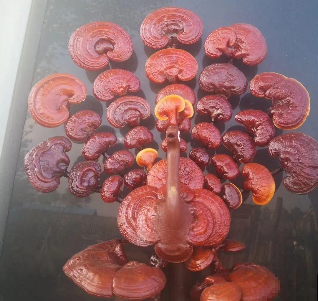 白菜在家养了8年,养成了老桩,长得可旺盛! 白菜在家养了8年,养成了老桩,长得可旺盛!