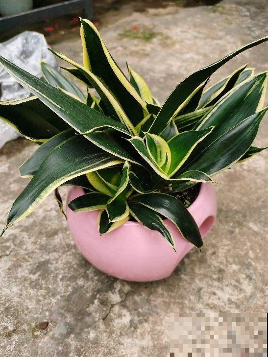 卫生间总是有异味，不如养盆“杀菌花”，净化空气味道香香