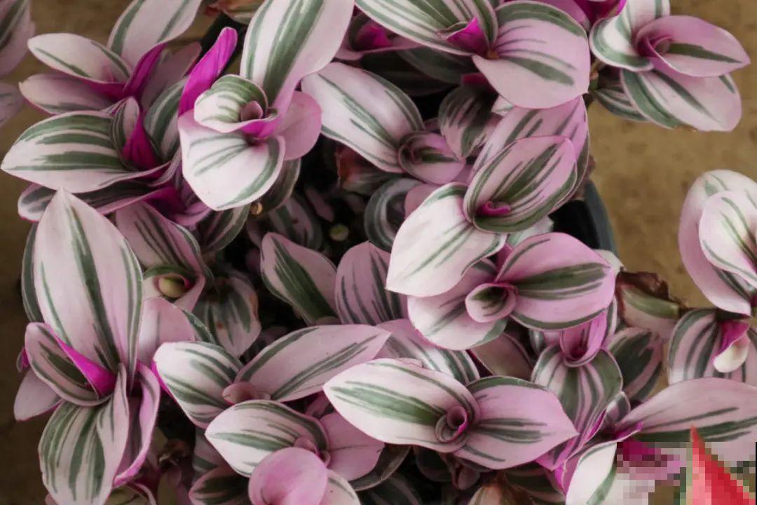 逛花市必买的花，十月入手刚刚好，不买亏大了！