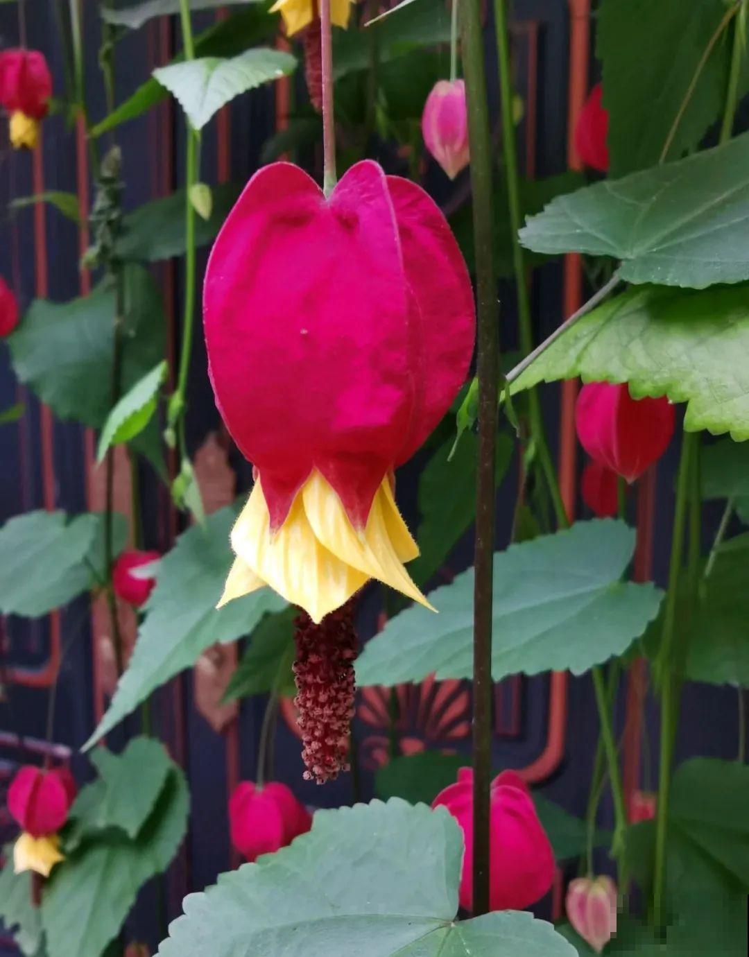 家里养棵球兰，开花漂亮，香味浓郁