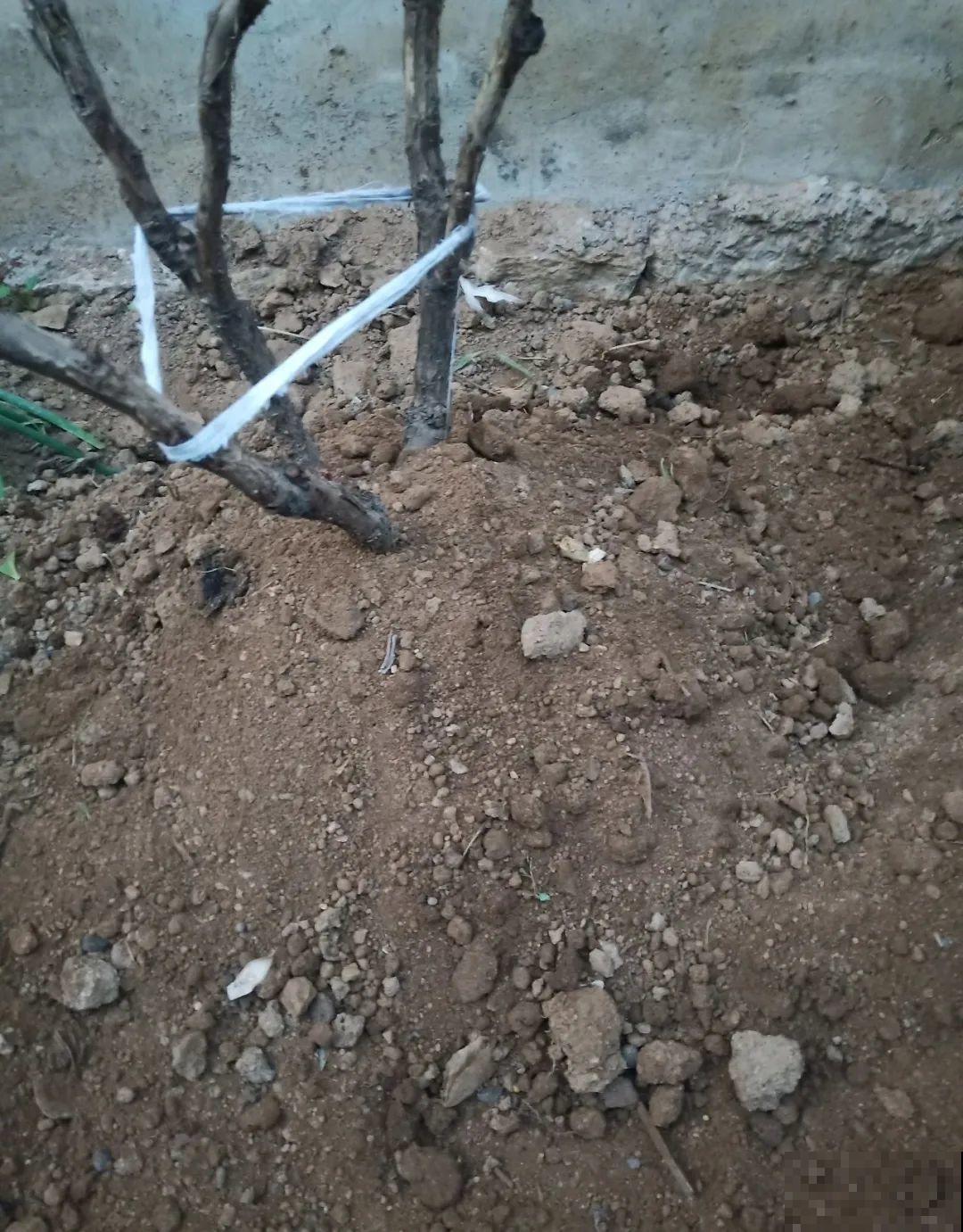 立冬了，给花裹上报纸，冬天再也冻不死！